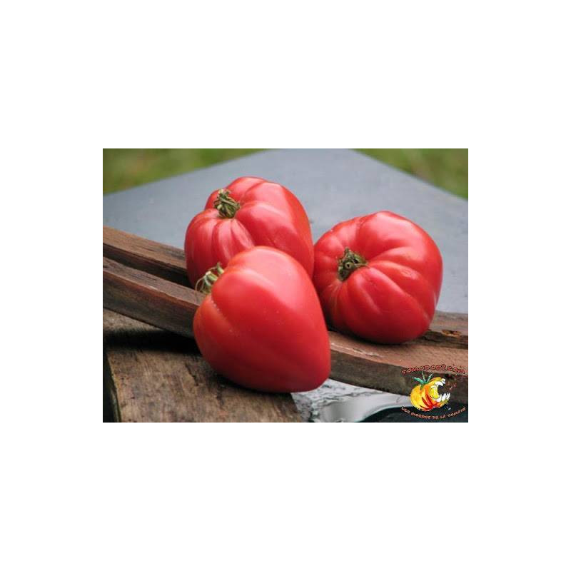 Tomate Rose "Coeur de beauf Slankard" sachet de 35 graines