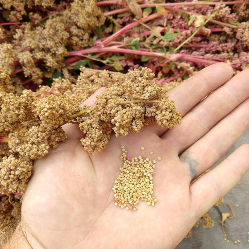 Quinoa Appelewa sachet de 3 grammes- Kokopelli