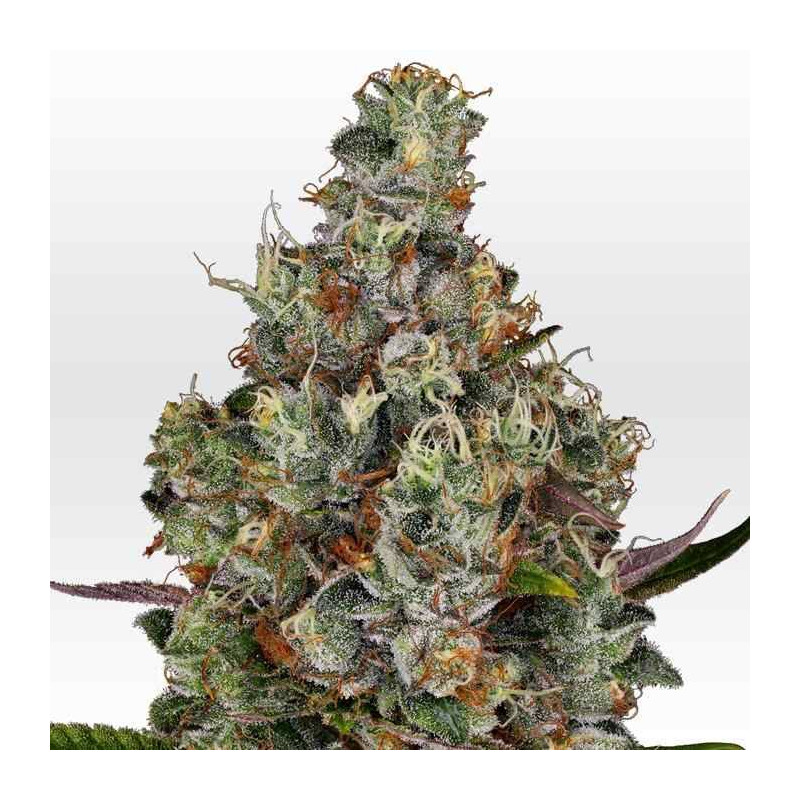 Rainbow road Paradise Seeds - Féminisée Rainbow road Paradise Seeds - Féminisée