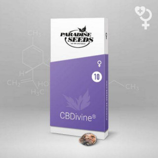 CBDivine Paradise Seeds - Féminisée