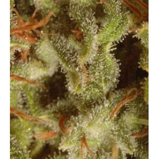 Collection pack X6 Sativa Paradise Seeds