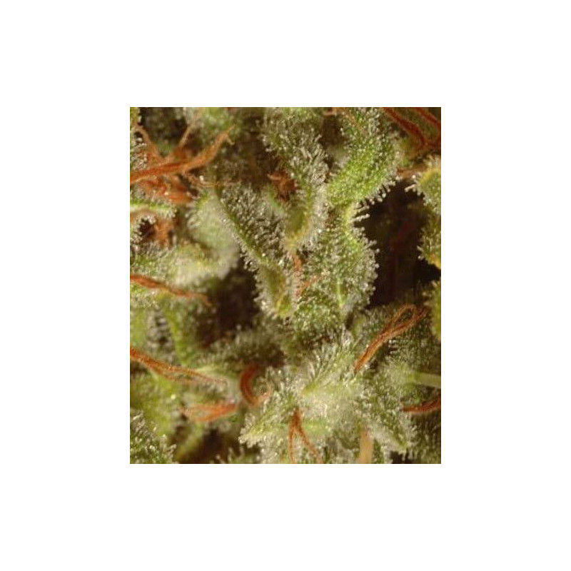 Collection pack X6 Sativa Paradise Seeds