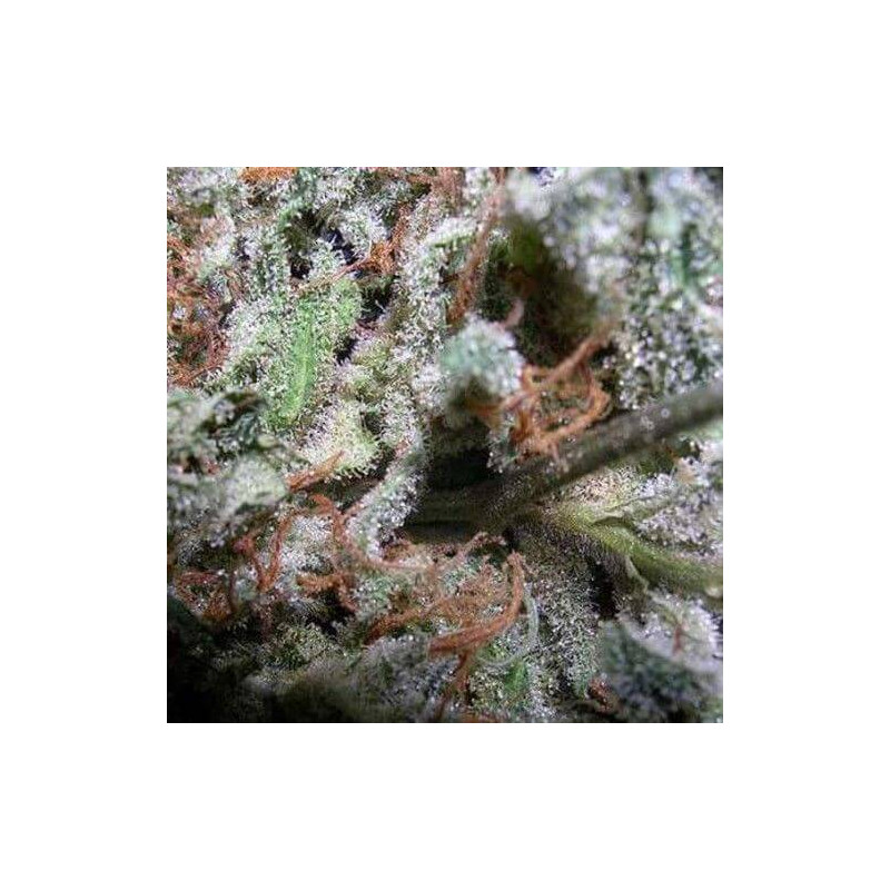 Collection pack Indica X6 Paradise Seeds