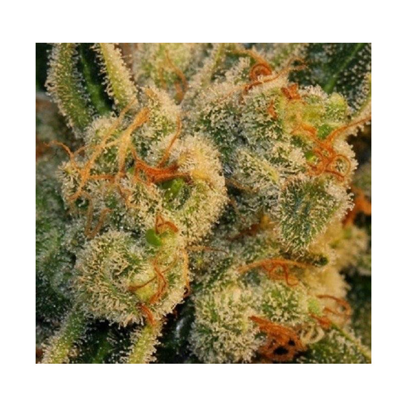 Bubblegum Auto - T.H Seeds