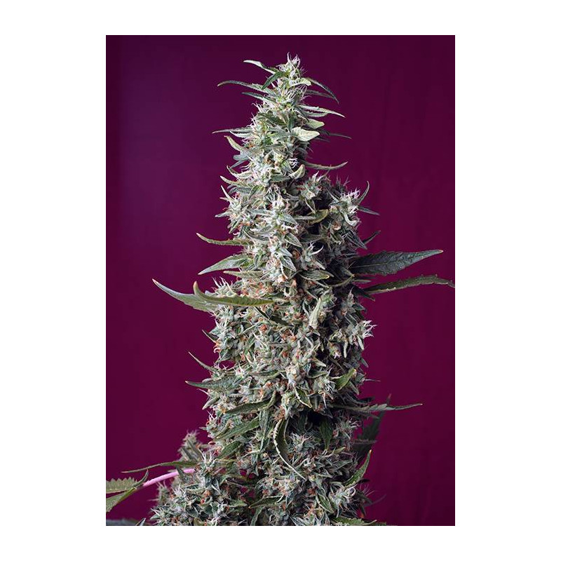 Sweet Cherry Pie - Féminisée - Sweet Seeds