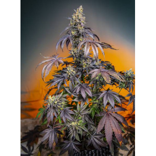 Red Gorilla Girl XL Auto - Sweet Seeds