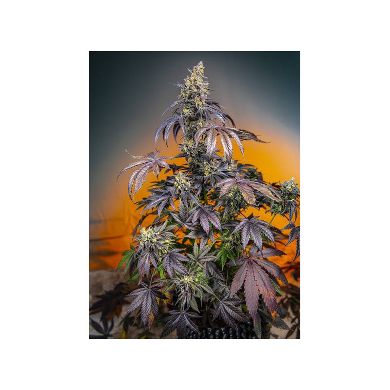 Red Gorilla Girl XL Auto - Sweet Seeds