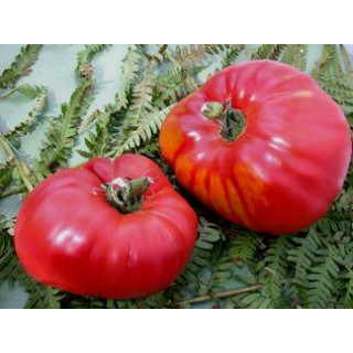 Tomate Rouge German Red Strawberry - Kokopelli