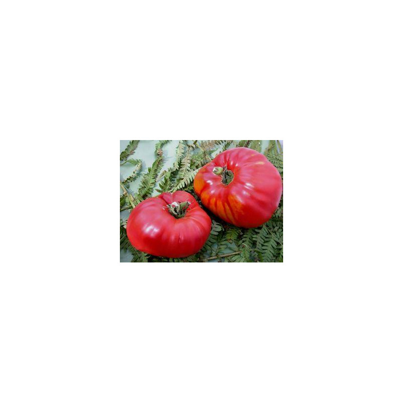 Tomate Rouge German Red Strawberry - Kokopelli