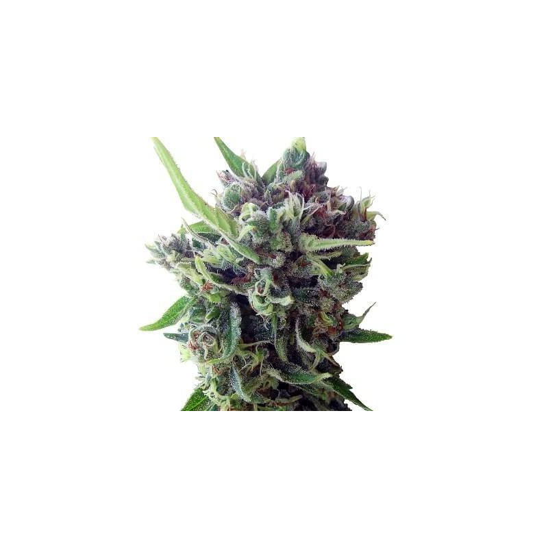 Zamaldelicia Auto - Ace Seeds