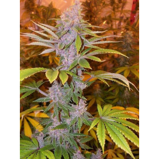 Pakistan Chitral kush - Ace Seeds