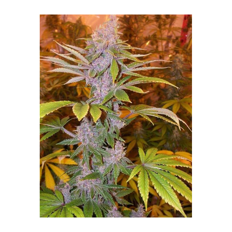 Pakistan Chitral kush - Ace Seeds