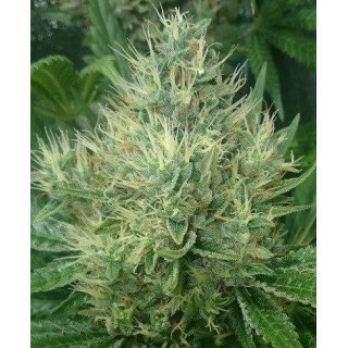 Panama x Bangi haze - Ace Seeds