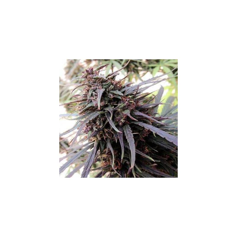 Purple Haze x Malawi - Ace Seeds