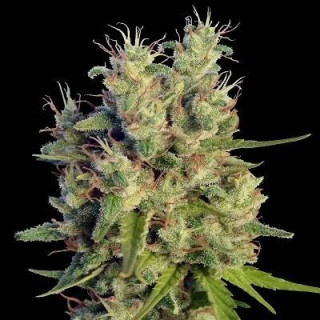 Super Malawi Haze - Ace Seeds