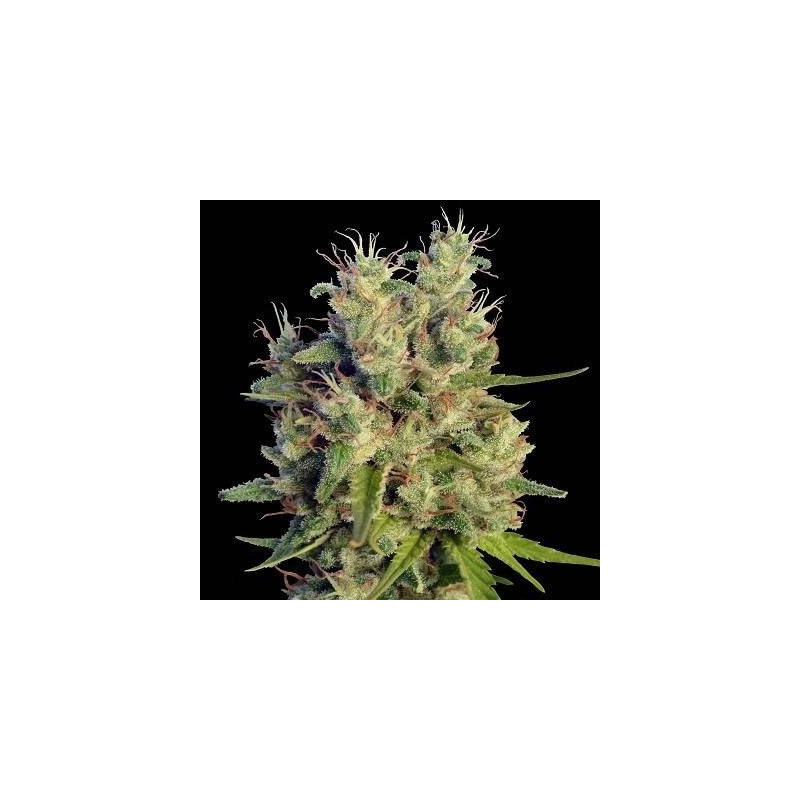 Super Malawi Haze - Ace Seeds