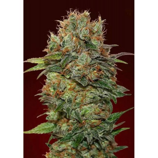 Chocolate kush Auto - 00 Seeds