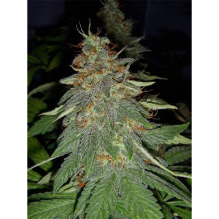 Double Cheese - Big buddha