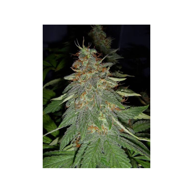 Double Cheese - Big buddha