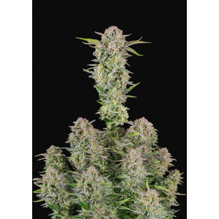 Bruce Banner - Autofloraison - FastBuds Bruce Banner - Autofloraison - FastBuds