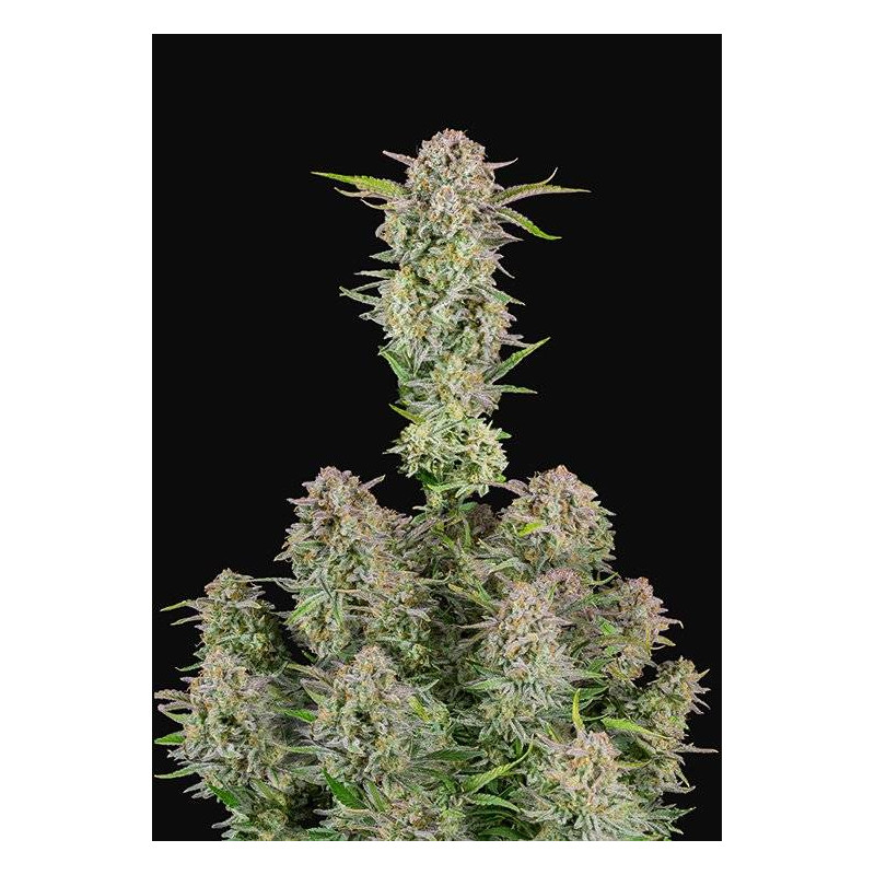 Bruce Banner - Autofloraison - FastBuds Bruce Banner - Autofloraison - FastBuds