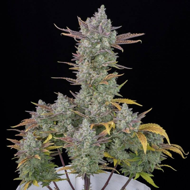 Gorilla Cookies - Autofloraison - FastBuds