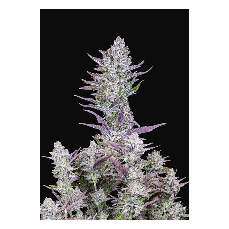 Wedding Glue - Autofloraison - FastBuds