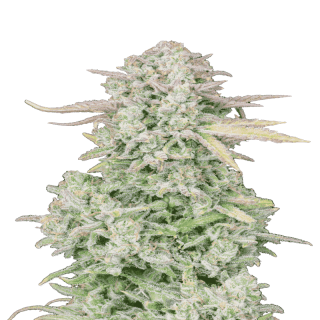 Trainwreck - Autofloraison - FastBuds Trainwreck - Autofloraison - FastBuds