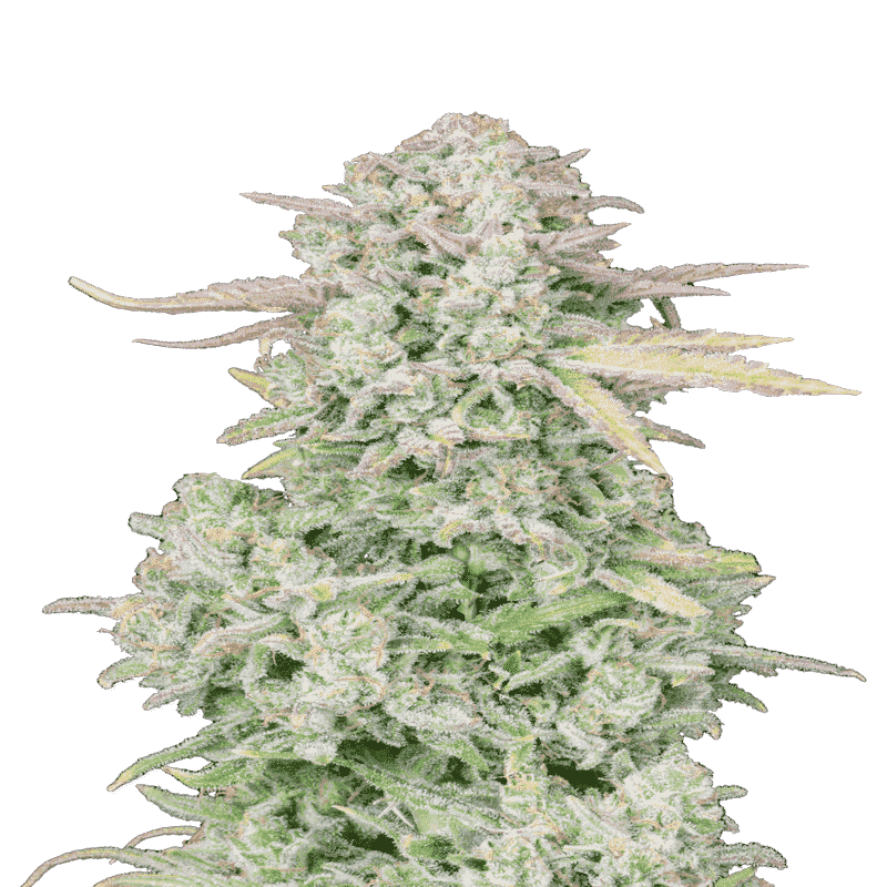 Trainwreck - Autofloraison - FastBuds Trainwreck - Autofloraison - FastBuds