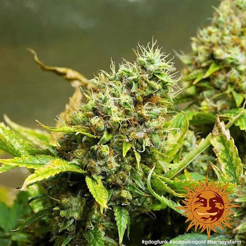 Acapulco Gold - Barney's Farm Acapulco Gold - Barney's Farm