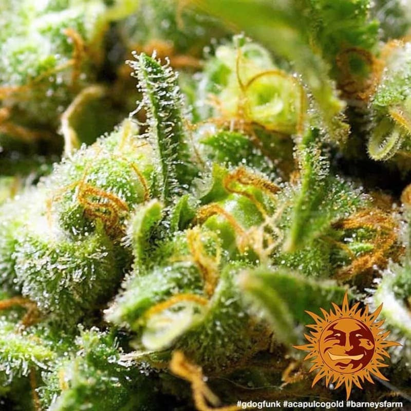 Acapulco Gold - Barney's Farm Acapulco Gold - Barney's Farm