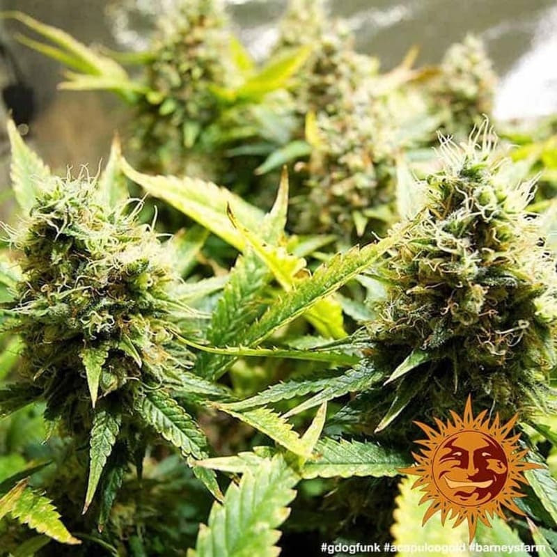Acapulco Gold - Barney's Farm Acapulco Gold - Barney's Farm