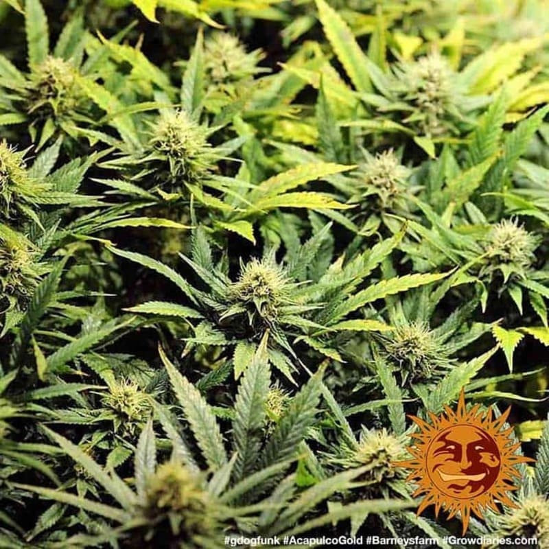 Acapulco Gold - Barney's Farm Acapulco Gold - Barney's Farm
