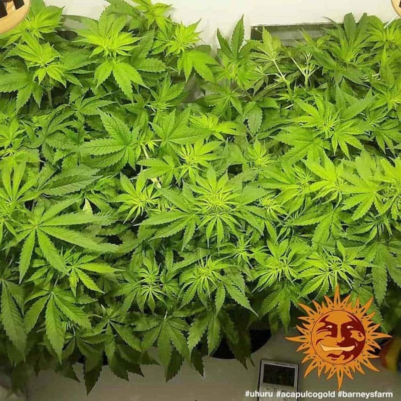 Acapulco Gold - Barney's Farm Acapulco Gold - Barney's Farm