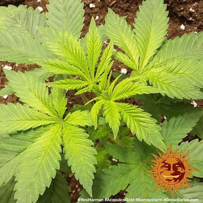 Acapulco Gold - Barney's Farm Acapulco Gold - Barney's Farm