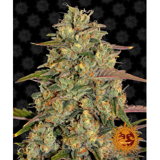 Amnesia Lemon - Barney's Farm