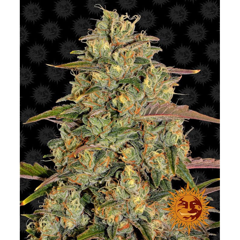 Amnesia Lemon  - Barney's Farm