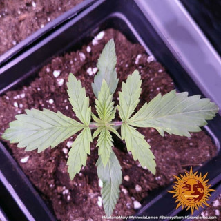 Amnesia Lemon - Barney's Farm