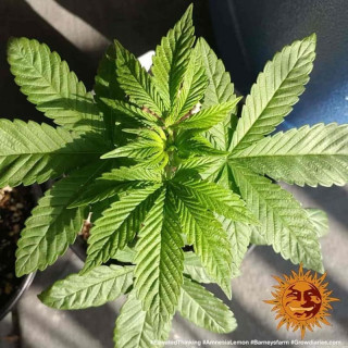 Amnesia Lemon - Barney's Farm