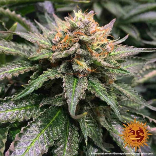 Amnesia Lemon  - Barney's Farm