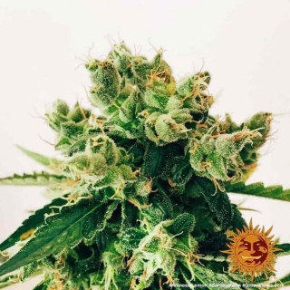 Amnesia Lemon - Barney's Farm