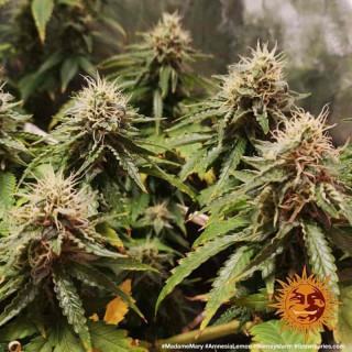 Amnesia Lemon - Barney's Farm