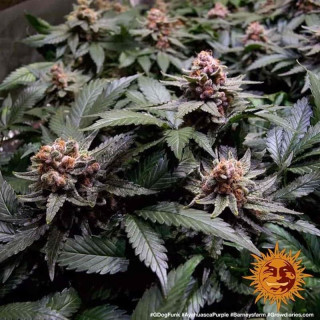 Ayahuasca Purple - Barney's Farm