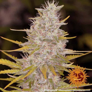 Bad Azz Kush  - Barney's Farm