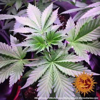 Blue cheese (blueberry cheese) - barney's farm