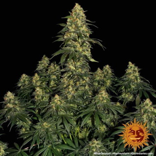 Blue Gelato 41 - Barney's Farm