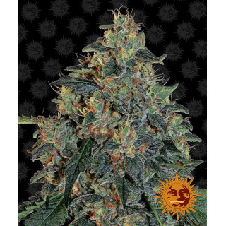 Blueberry OG - Barney's Farm