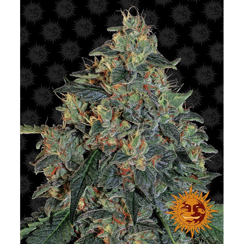 Blueberry OG - Barney's Farm
