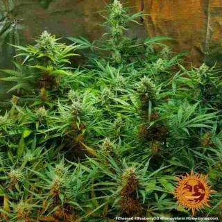 Blueberry OG - Barney's Farm