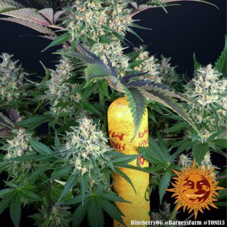 Blueberry OG  - Barney's Farm